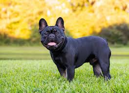 Top 10 French Bulldog Care Tips that Change How You Crae for Your Dog